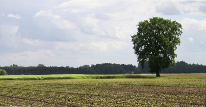 ... taken near the Lippesee in Sande..... with a homely greeting to Bernd Klein!!!!