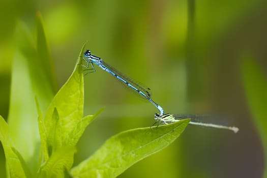 Azure maidens mating