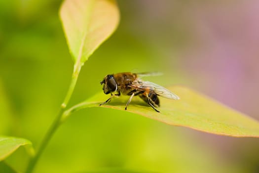 Hoverfly
