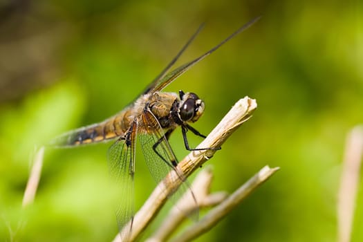 Four-spotted dragonfly