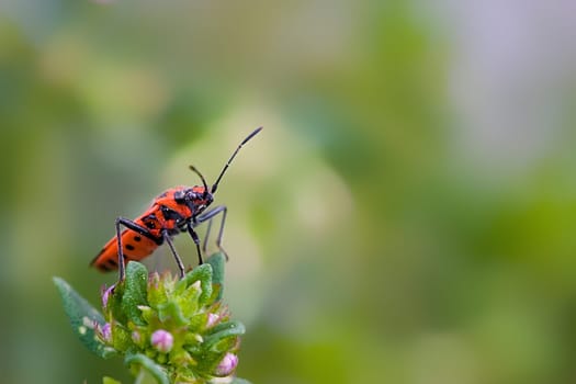 Cinnamon bug,family of glass-winged bugs