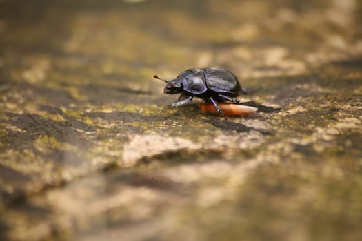 Anoplotrupes stercorosus on a stump