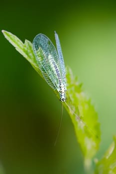 Lacewing