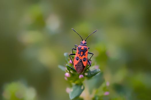 Cinnamon bug,family of glass-winged bugs