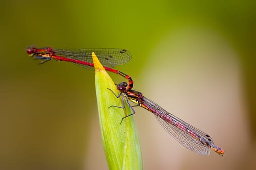 early Adonis dragonflies before laying eggs