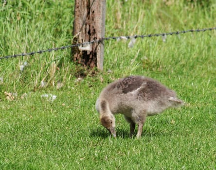 this cub was outside the fence that surrounded the nature reserve,here the grass seems to taste better