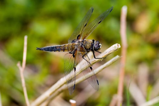 Four-spotted dragonfly sunbathing