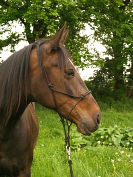 Horse portrait