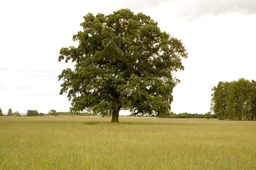 tree without christmas