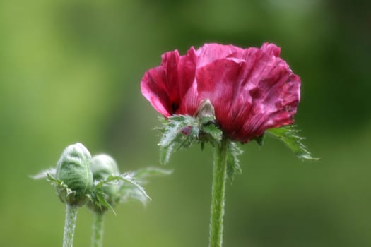 Poppy