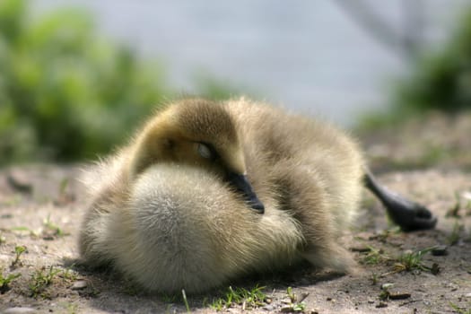 Baby goose