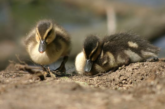Baby ducks
