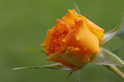 rose without hip without rosehip