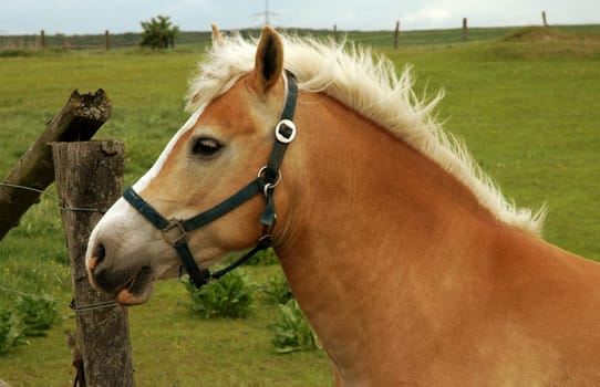 It has to be said that I have the utmost respect for horses......!