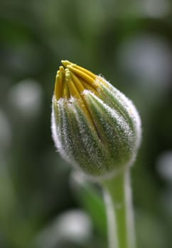 Bud