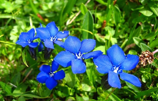 Gentian