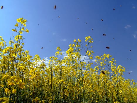 Flight of bees