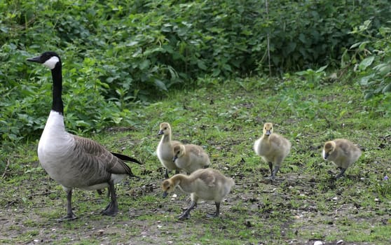 In single file