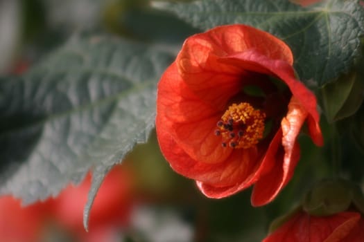 Mallow