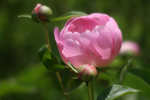 Peony