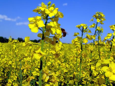 Rapeseed with visitor