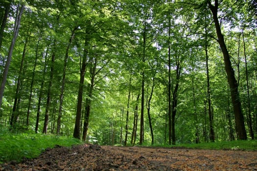 On the way in the beech forest from a mouse's perspective