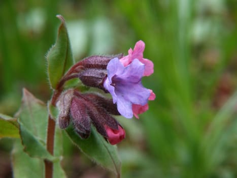 Spotted or unspotted lungwort. If you walk attentively through our forests in spring,you may have seen them before. They are quite small. It is one of the first flowering plants in the forest.