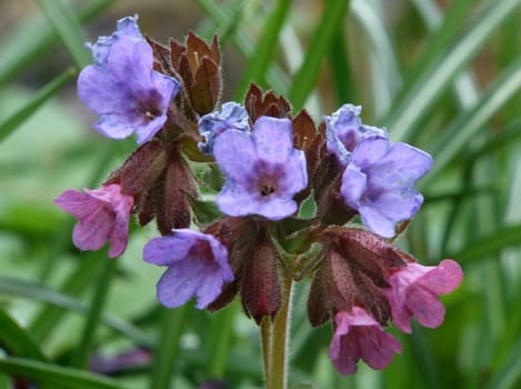 These are the flowers of the unspotted lungwort. There is also a spotted variety,where this designation refers to the foliage. The flowers first appear red and then change color to blue. I have also cultivated them in the garden and they have been used to cultivate them in the garden.
