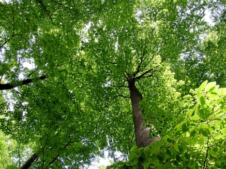 A glimpse into the crowns of the beech trees