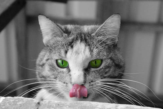 Meow,meow..