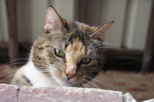 Cat on the wall