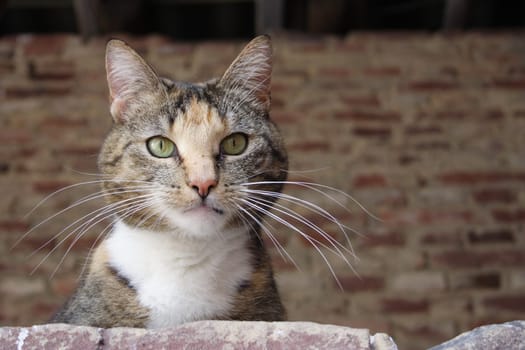 Cat portrait