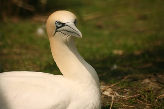 Sula bassana
