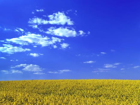 Rapeseed horizon