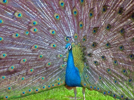 Peacock