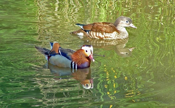 Pair of ducks