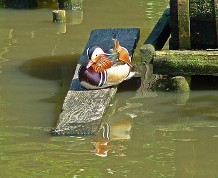 Tangerine duck