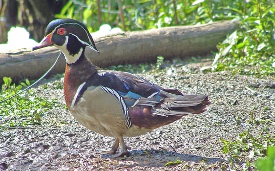 Duck