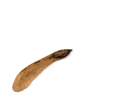 Maple seeds