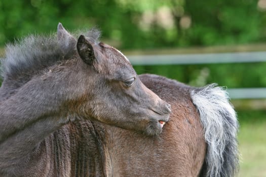 You have to nibble,which didn't work so well with the little one because the teeth weren't quite there yet. Pony foals 2 weeks old.