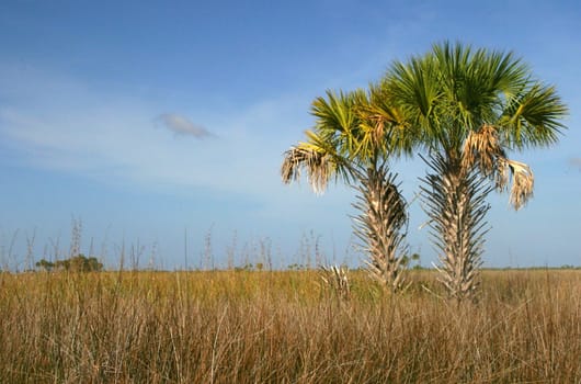2 palm trees