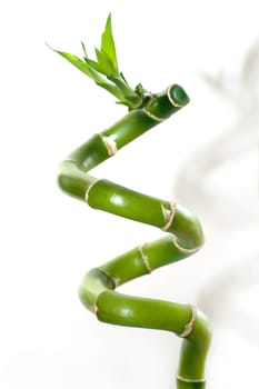Bamboo 01