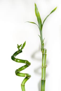 Bamboo 02