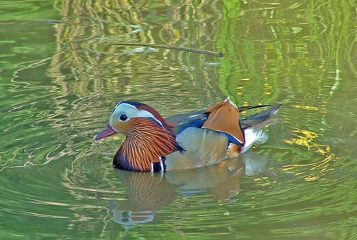 Duck