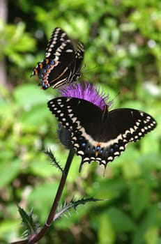 Swallowtail butterflies