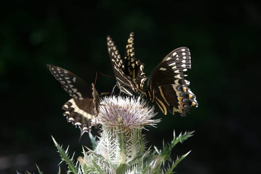 Knight's Butterfly 2