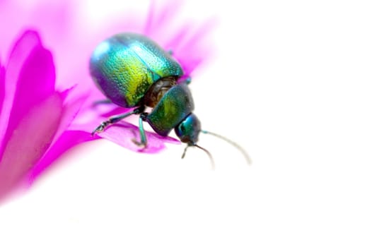 Beetle 03