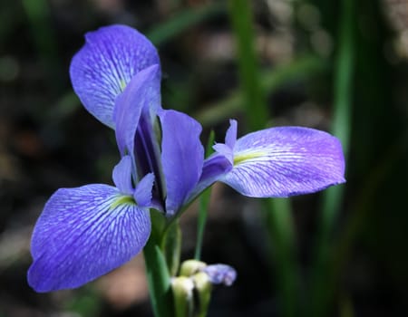 Iris