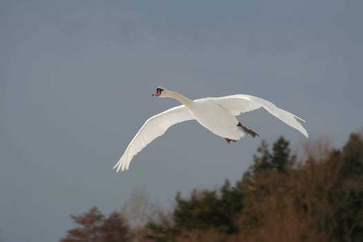 Hanging wings