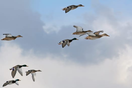 Group flight